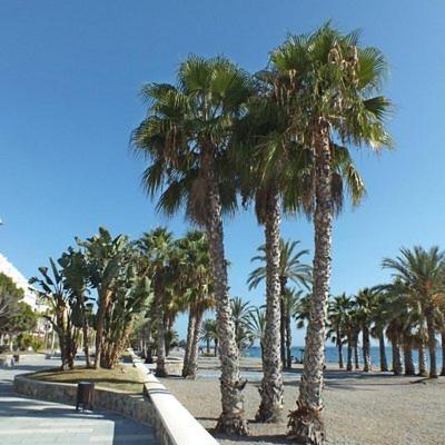 Sunshine Apartment At Tropical Coast Of Granada Almuñécar Buitenkant foto
